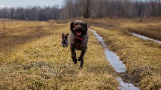 Comparing Wirehaired Pointing Griffon & Norfolk Terrier Breeds