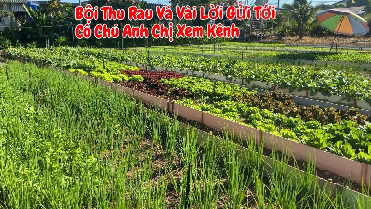 #556 Bội Thu Rau Cải Ngồng, Rau Muống, Ngò Rí Đem Ra Chợ Bán #hanhcuocsongthailand 