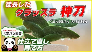 徒長した多肉植物 クラッスラ神刀の仕立て直し・育て方【くまパン園芸】