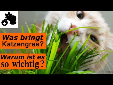 Video: Warum Fressen Katzen Gras?