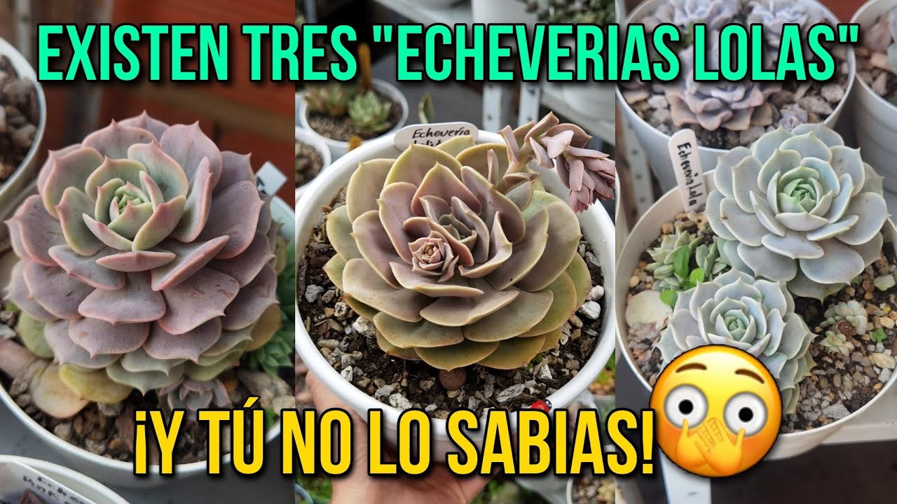 Echeveria lola pink, Echeveria Lolita y Echeveria lola + cuidados 🌱 | Jardines by Angie