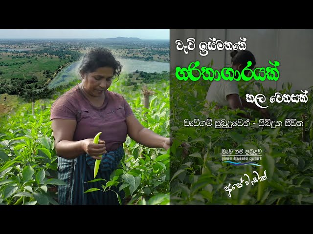 වැව් ඉස්මත්තේ හරිතාගාරයක් කල වෙනසක්