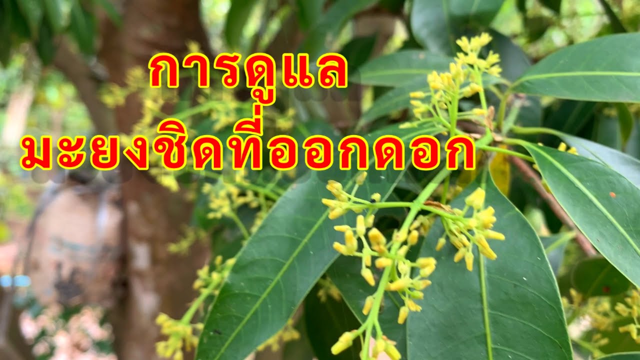 การดูแลต้นมะยงชิดช่วงออกดอก ปี66 : ตอน 1