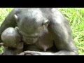 Season's greetings from bonobos.mov