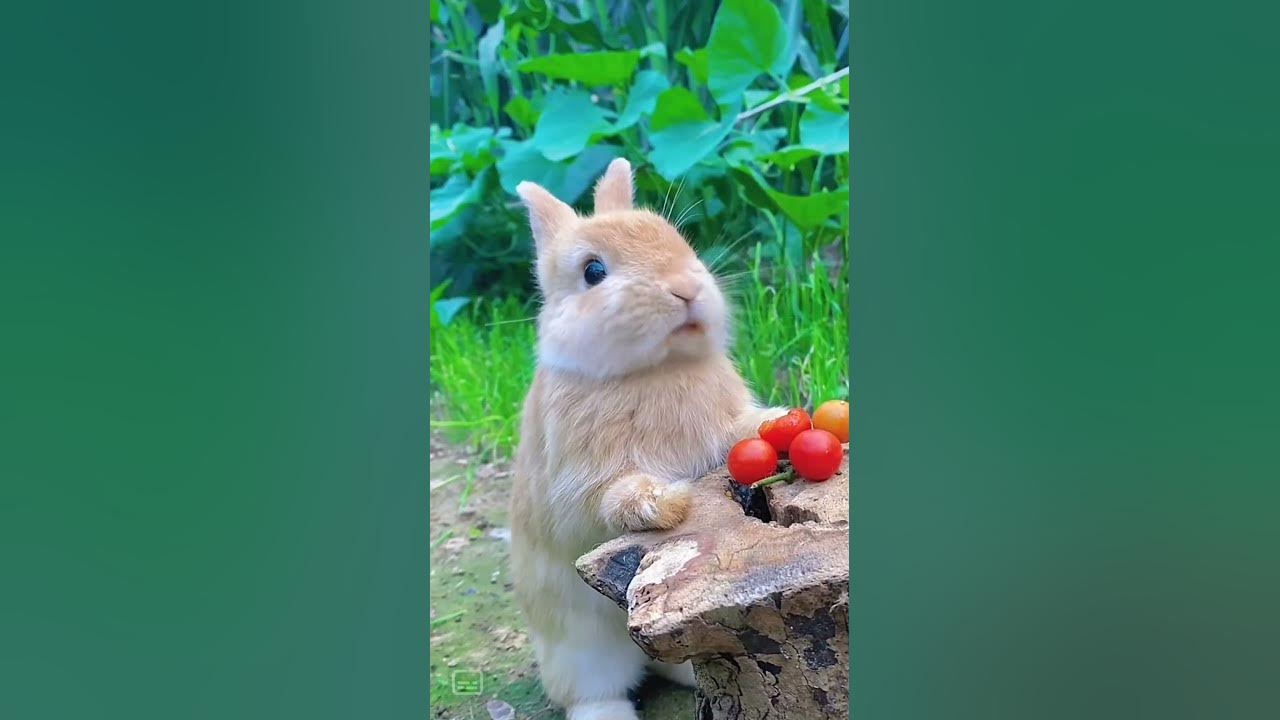 Cute rabbit Gets Hiccups While EatingAdorable Rabbit Shorts funnyanimals cuteanimals rabbit