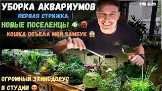 видео: УБОРКА АКВАРИУМОВ | AQUARIUM MAINTENANCE картинка: УБОРКА АКВАРИУМОВ | AQUARIUM MAINTENANCE