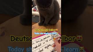Delbar wants to learn German🧐Finally 😜#cat #cat #deutschkurs