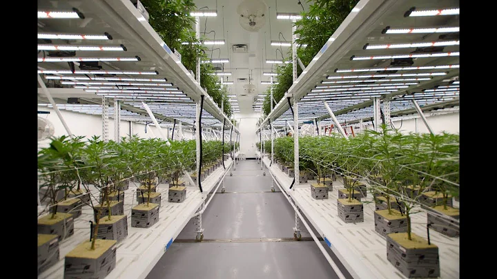 Fluence Innovator | Franklin BioScience Produces Cannabis in Vertical Farm