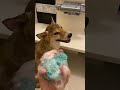 柴犬のお風呂は毛がこんなにも抜けます！