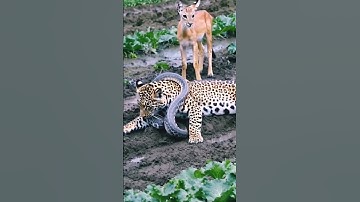 come out and play ‼️#wildlife #wildanimals #aiart #ai #trending #cheetah #shorts #anaconda