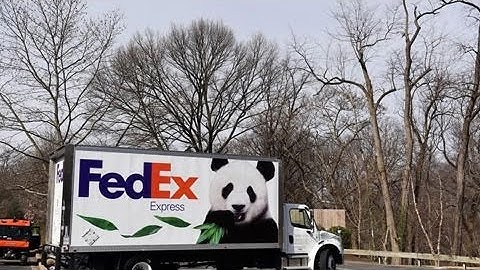 Panda Bao Bao leaves Washington zoo for new home in China