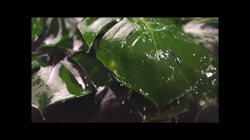 تلاوة خاشعة ومؤثرة من سورة الشعراء | بصوت يلامس القلوب