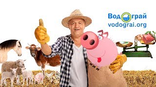 Успешный опыт эксплуатации глубокой подстилки Чист...