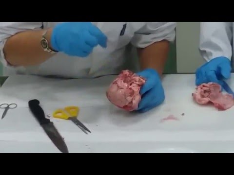 Video: Cos'è la dissezione animale?