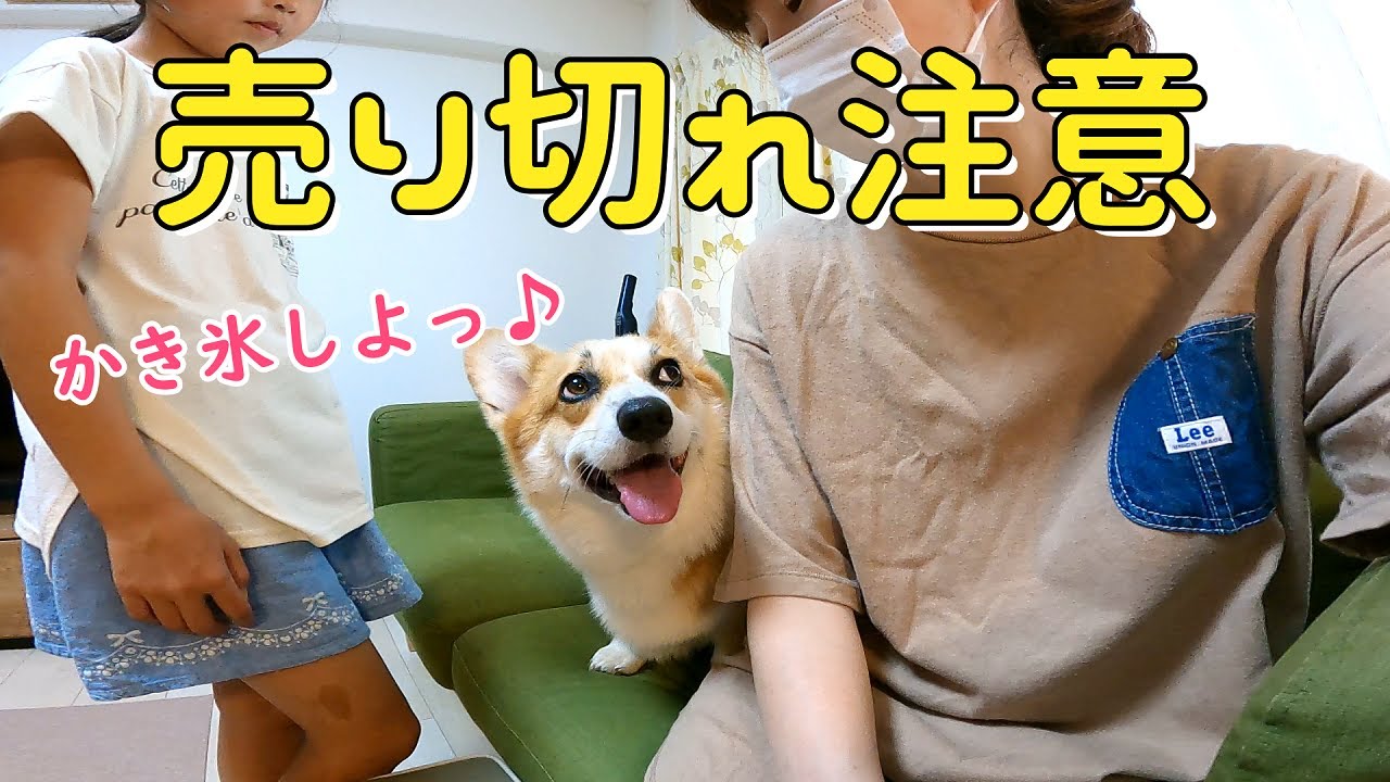 かき氷のシロップが品切れで仕方なく長女が買ってきたもので作ったら悲しいカキ氷になりました 笑 コーギー用は立派なかき氷 Youtube かき氷のシロップが品切れで仕方なく長女が買ってきたもので作ったら悲しいカキ氷になりました 笑 コーギー用は立派なかき氷 Youtube