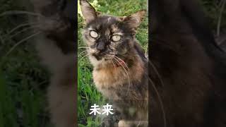 おもしろ動画！我が家の猫たち！『 太陽にほえろ！』😸💕 見てニャン！【会津若松】【猫かわいい】Funny cats video! FROM JAPAN！会津若松市