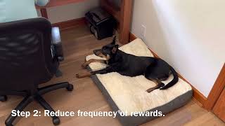 Introduction to Tethering Your Dog