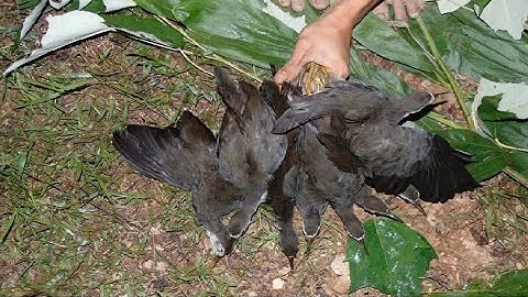 How to Trap Birds with a Net | Traditional Bird Catching Method