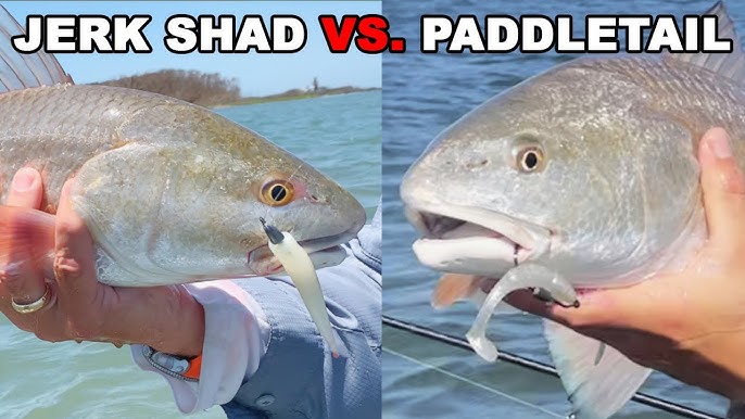 How to Rig a Berkley Gulp Jerk Shad for Catching Snook, Redfish