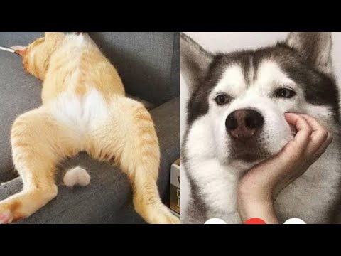 Baby Cats Cute and 😹😂Funny Cats and Dogs conpliations #1 | AABY HERO -2021