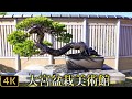 【盆栽】Bonsai さいたま市大宮盆栽美術館　The Omiya Bonsai Art Museum , Saitama 2020/12/01