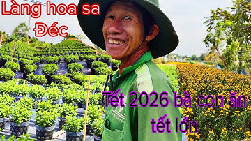 Làng hoa sa Đéc rực gỡ tết cận kề 2026 bà con chồng hoa đón cái tết nhà dường phấn khỏi 