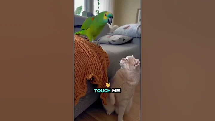 Video 11722481: cat talking