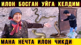 ⚡Илон Босган Уйга Бордим. Нечта Илон Чикди МАНА КУРИНГ 😱