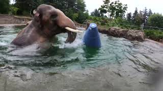 Asian Elephant Samudra Loves His New Toy