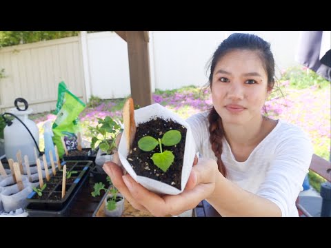 Video: Vaste Plant Eustoma (53 Foto's): Planten En Verzorgen In Het Open Veld, Groeiende Tuinbloemen, Overwinterende Vaste Planten