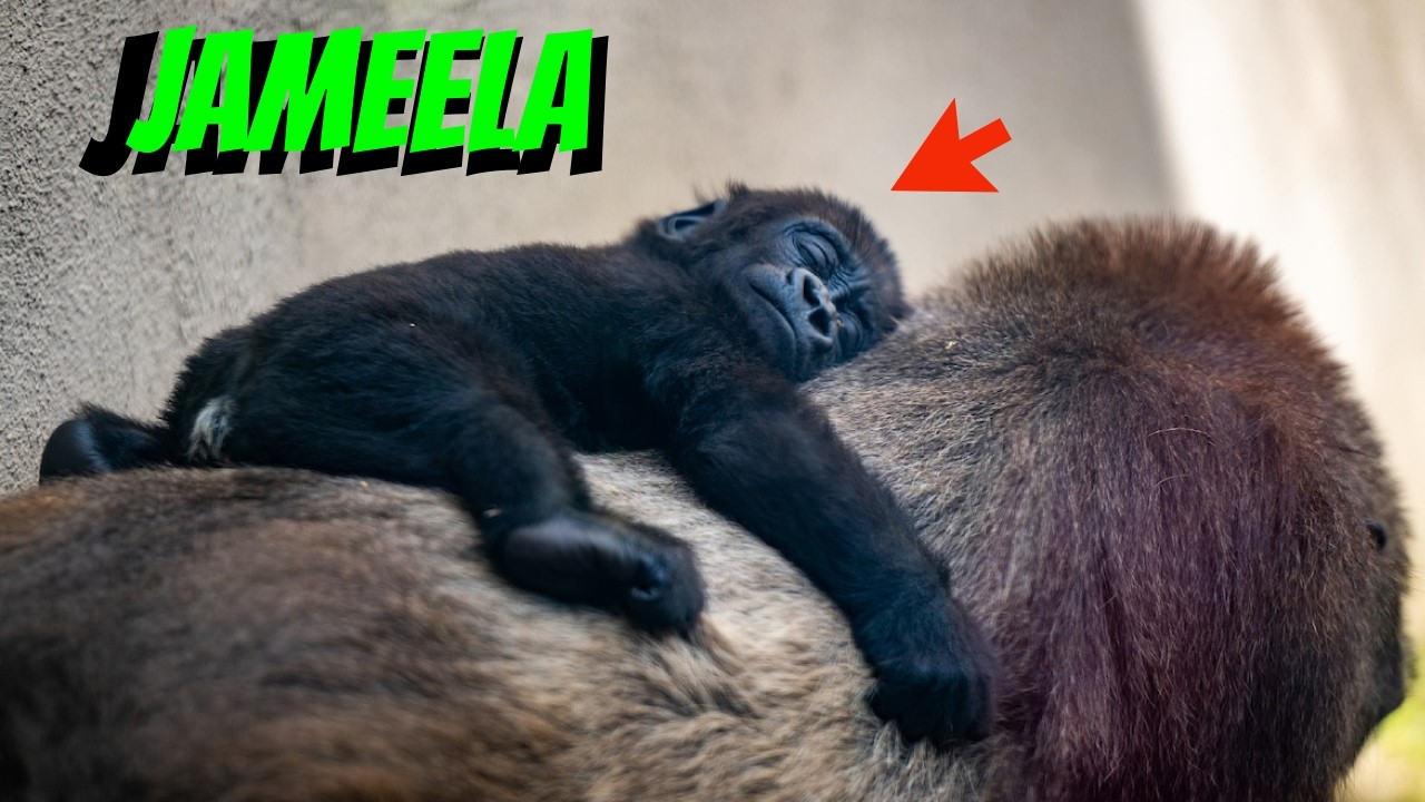Baby Gorilla Jameela: Amazing Crawling Milestone!