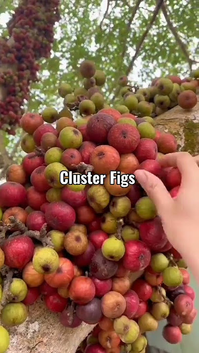 Cluster Figs