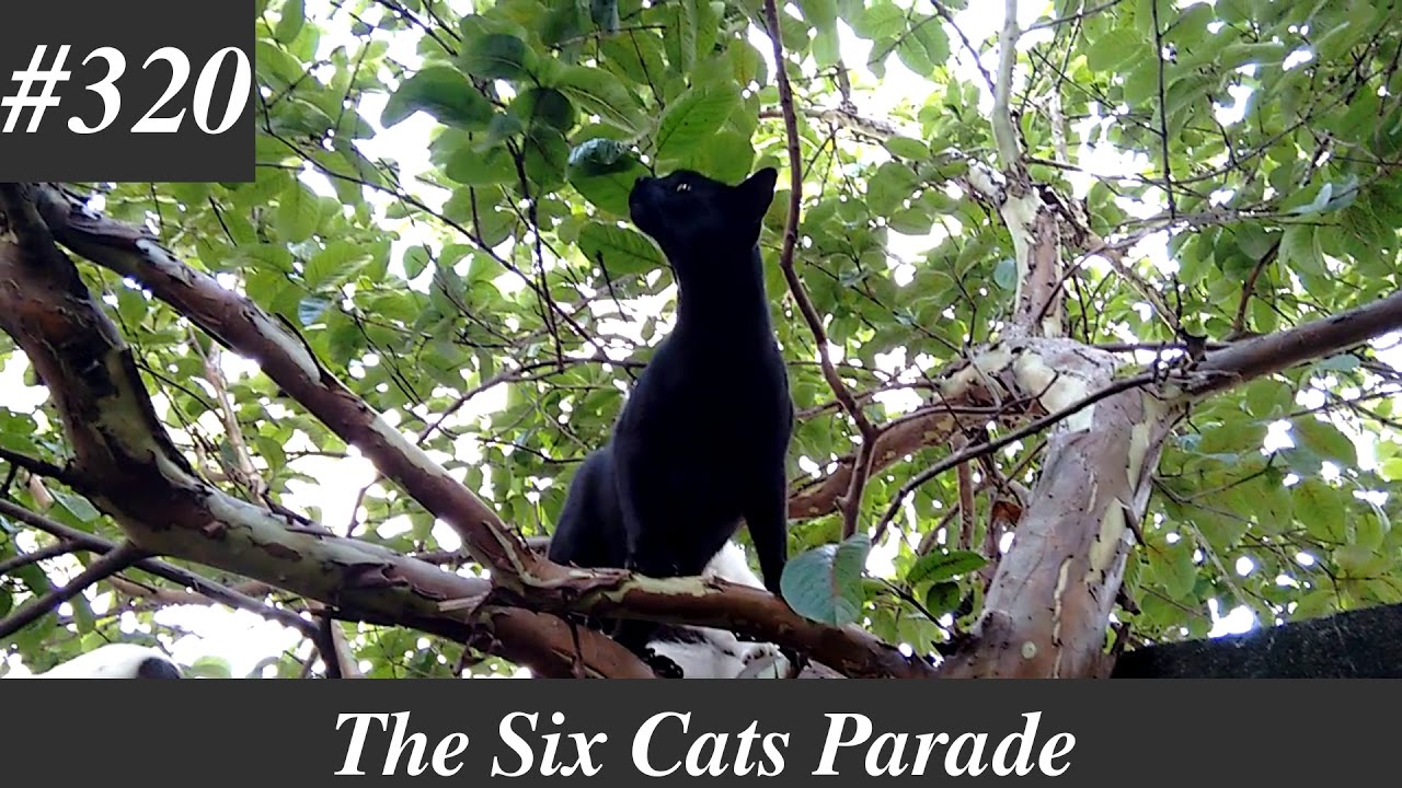 ねこあつめ Black cat in the guava tree [Natural sounds]