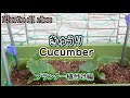 【大好き野菜作り】キュウリの植え付け編　コツをつかんでたっぷり収穫