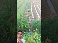 Irigasi sederhana yang di gunakan petani China #satisfying #agriculture #viralshorts #shorts