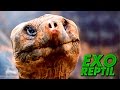 Exo reptil - Tortuga De Las Galápagos