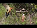 Awesome Quick Survival traps and snares - How To Make The Ojibwa Bird Trap Work 100%