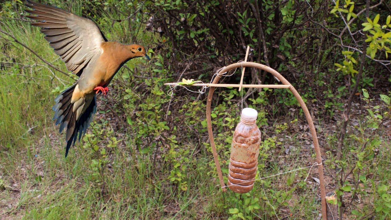 Bird Trapping with the Clap Trap - Survival Harvesting