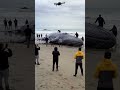 Massive Blue Whale Stranded On A Sandy Beach H Massive Blue Whale Stranded On A Sandy Beach H