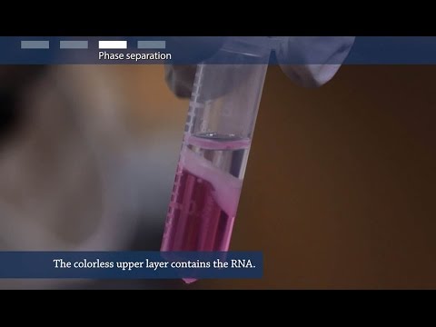 How to isolate RNA from tissue or cells