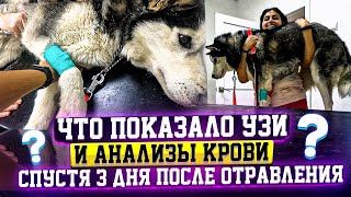 Спасение Хаси от Отравления день 3-4. Насильно кормим.Арес,Мурзик ищут дом. Едем опять в Ставрополь.