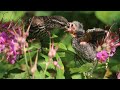 Funny and cute amazing babies  redwinged blackbirds  4k  wildlife photography