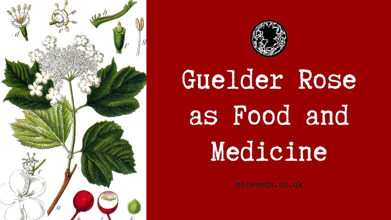 Guelder Rose As Food And Medicine Viburnum Opulus Youtube