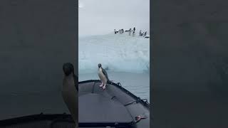 Cheeky penguin hitches a ride  #shorts