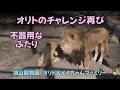 旭山動物園　オリトのチャレンジ再び　不器用なふたり　 Orito’s Io Challenge again with English Subtitles Orito & Io family