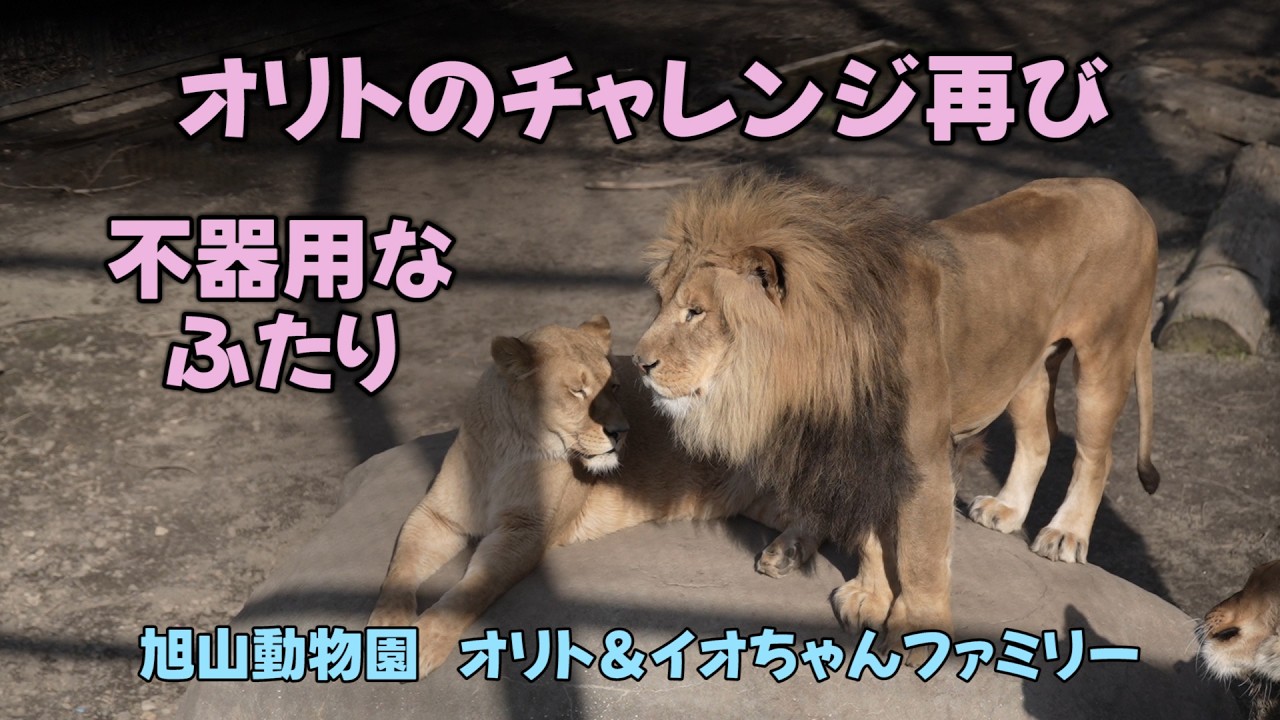 旭山動物園　オリトのチャレンジ再び　不器用なふたり　 Orito’s Io Challenge again with English Subtitles Orito & Io family