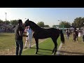 stallion category STUD GLORY HORSE SHOW 2022