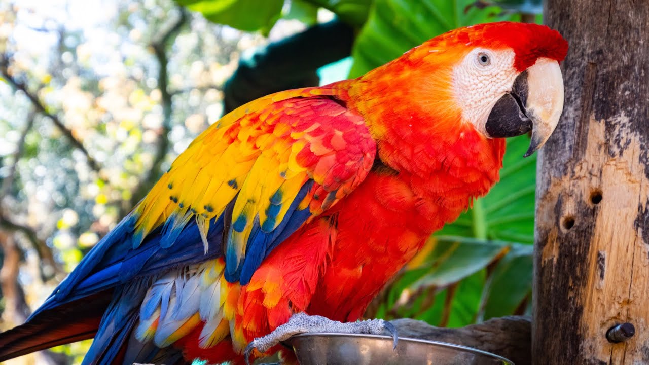 Top 10 Colourful Birds