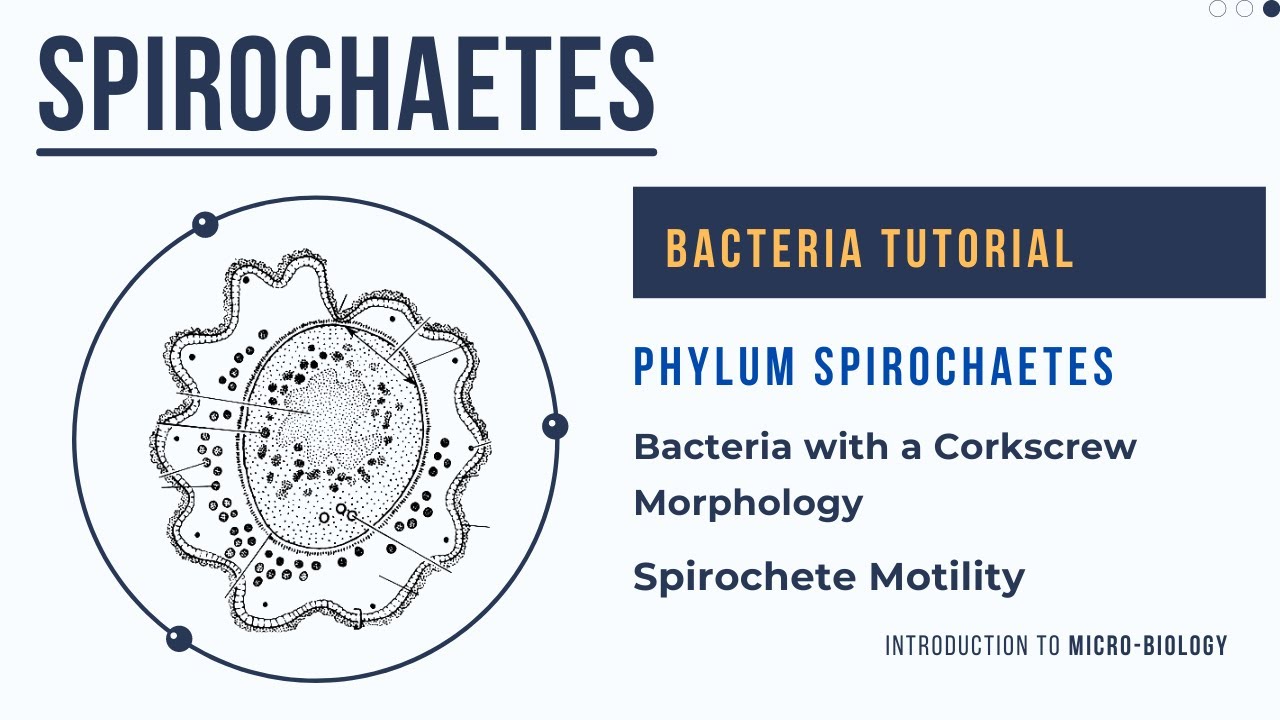 Phylum Spirochaetes Bacteria with a Corkscrew Morphology