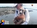 Puppy Rescued On Deserted Island + Other Highly Unusual Animal Rescues | The Dodo Top 5